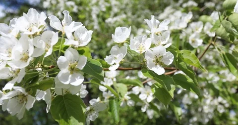 Blooming apple trees in spring Video stock 100868926