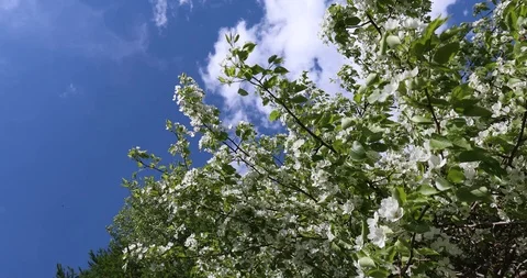 Blooming apple trees in spring Video stock 100868929