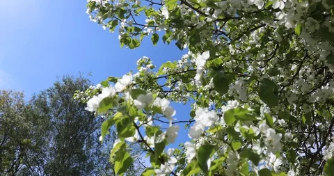 Blooming apple trees in spring Video stock 100868947