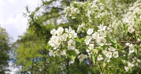 Blooming apple trees in spring Video stock 100869000