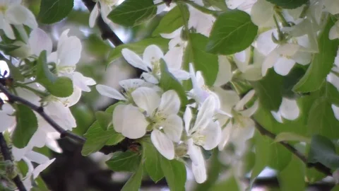 A blooming apple trees in spring. Malus. Stock Footage 75955805