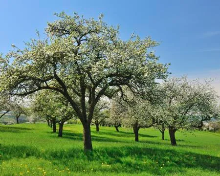 Blooming Apple Trees in Spring, Monchberg, Spessart, Bavaria, Germany Stock Photos