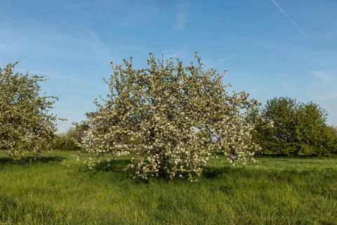 Blooming apple trees in spring Stock Photos