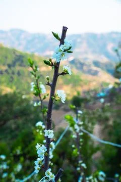 Blooming apple trees in the spring in Uttarakhand Stock Photos
