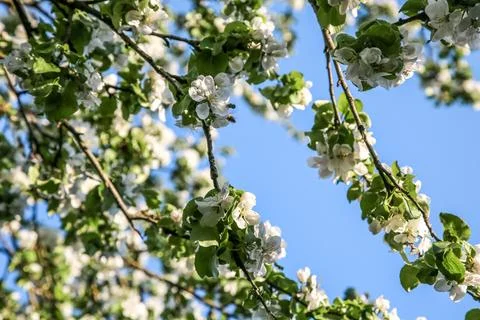 A blooming apple trees in spring white flowers Stock Photos