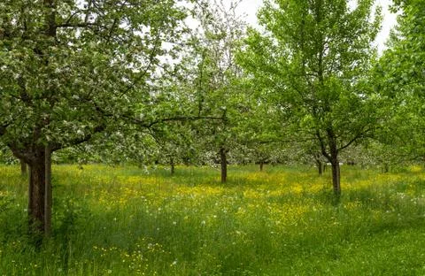 Blooming apple trees in spring with yellow flowers Stock Photos
