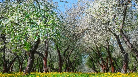 Blooming apple trees with white flowers in the orchard in spring. Stock Footage 172089532