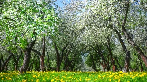 Blooming apple trees with white flowers in the orchard in spring. Stock Footage 172089616