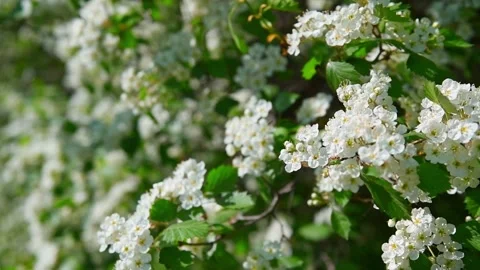 Blooming apple trees with white flowers in the orchard in spring. Stock Footage 172089625