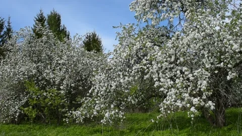 Blooming apple trees, wind Stock-Footage 146689647