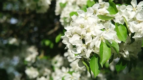 Blooming appple tree branch with lots of flowers swaying in light wind in spring Stock-Footage 330419206