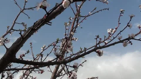 Blooming Apricot (1) Stock Footage 22341240
