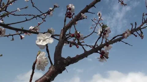 Blooming Apricot (2) Stock Footage 22341300
