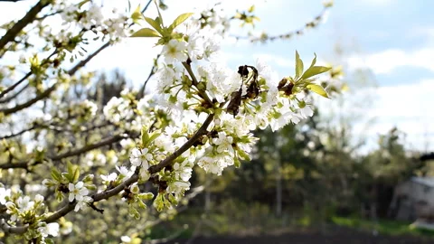 Blooming apricot, apple, pear, cherry tree at spring moving on wind,white flower Stock Footage 280004637