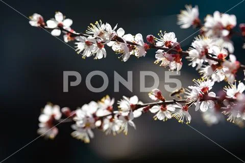 Blooming apricot closeup in spring Stock Photos