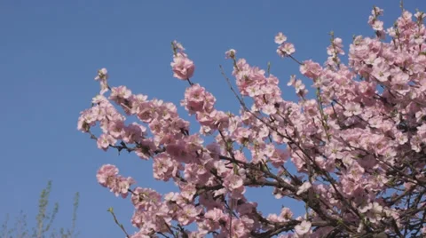 Blooming apricot Stock Footage 37859653