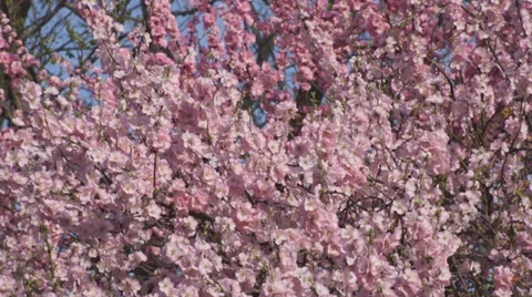 Blooming apricot Stock Footage 37860111