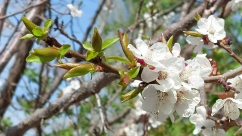 Blooming apricot Stock Footage 153506756