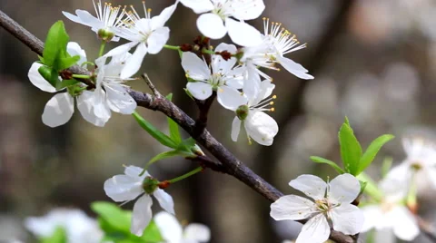 Blooming apricot fruit tree branch with flowers Видео 62300794