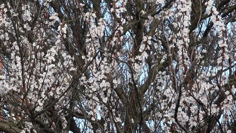 Blooming apricot fruit tree branch with beautiful flowers Stock Footage 82451876