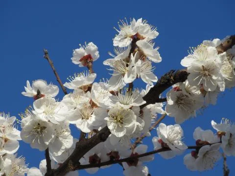 Blooming apricot Stock Photos