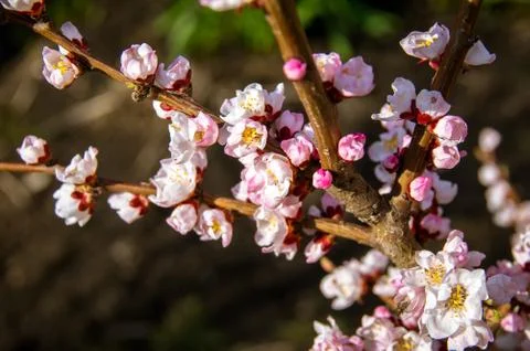 Blooming Apricot. Spring Stock Photos