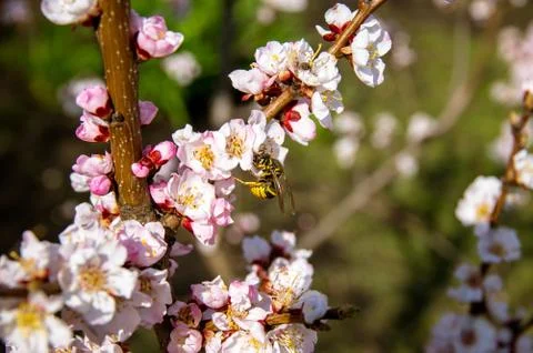 Blooming Apricot. Spring Stock Photos