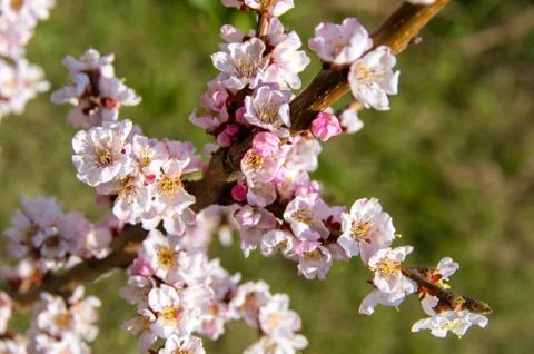 Blooming Apricot. Spring Stock Photos