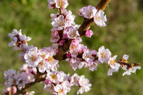 Blooming Apricot. Spring Stock Photos