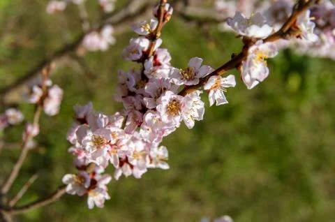 Blooming Apricot. Spring Stock Photos