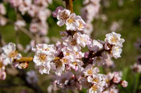 Blooming Apricot. Spring Stock Photos