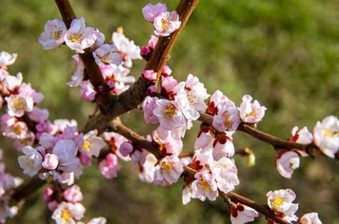 Blooming Apricot. Spring Stock Photos
