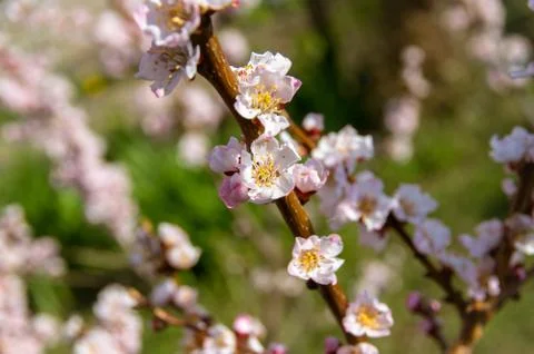 Blooming Apricot. Spring Stock Photos
