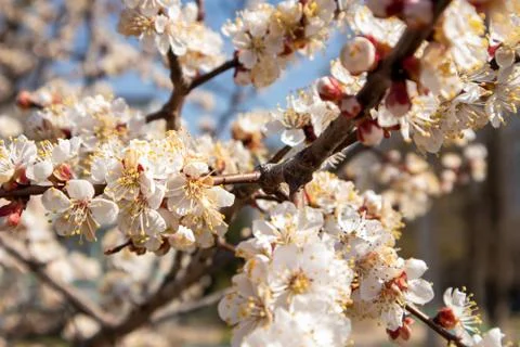 Blooming apricot. Sunny spring day. Stock Photos