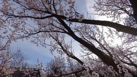 Blooming apricot at sunset Stock Footage 109227109