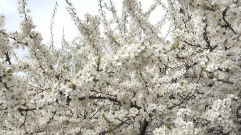 Blooming apricot tree in 4K Stock Footage 153103519