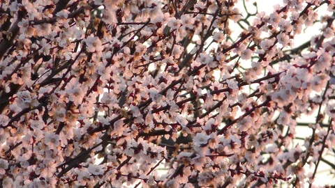 Blooming apricot tree background Stock-Footage 129492686