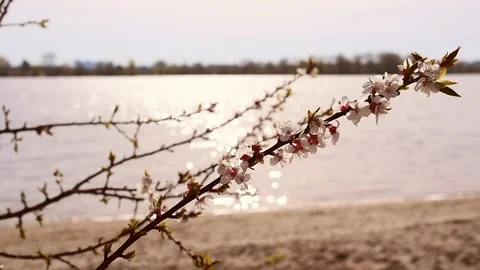 Blooming apricot tree branch on background of shimmering water Stock Footage 87966822