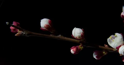 Blooming apricot tree branch Stock Footage 74412689
