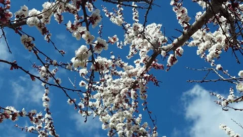 Blooming apricot tree branches against a vibrant blue sky with clouds Stock Footage 333582839