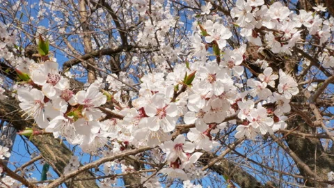 Blooming apricot tree branches and blue sky on background in spring in Kherson Stock Footage 177074482