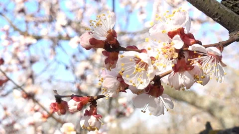 Blooming apricot tree branches Stock Footage 146679432