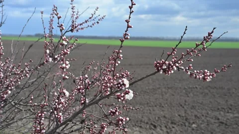 Blooming apricot tree branches swaying in the breeze against a clear blue sky Stock Footage 333791565