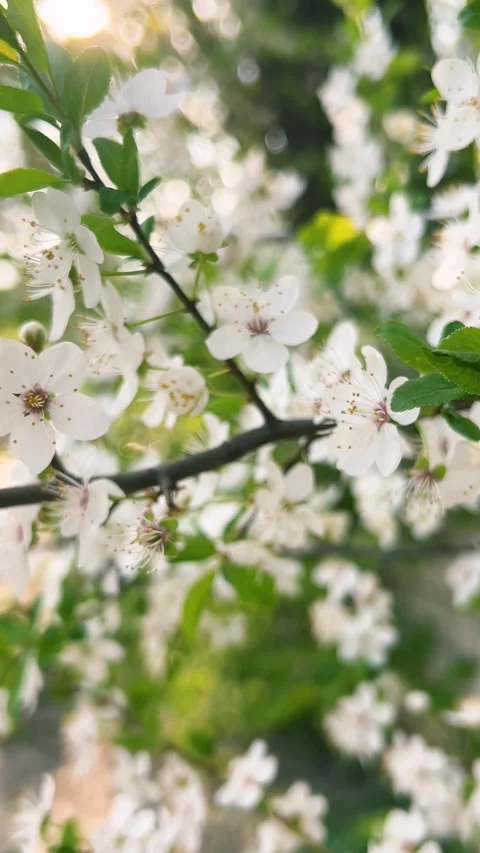 	Blooming apricot tree branches with white flowers. Stockbeeldmateriaal 333637617