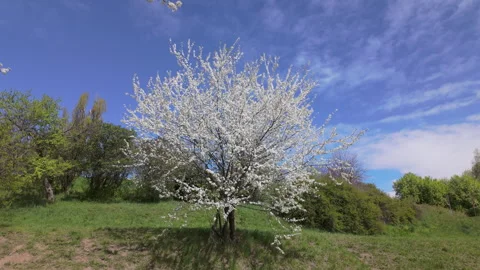 Blooming Apricot Tree In Green Spring Meadow Under Overcast Sky Stock Footage 333765504