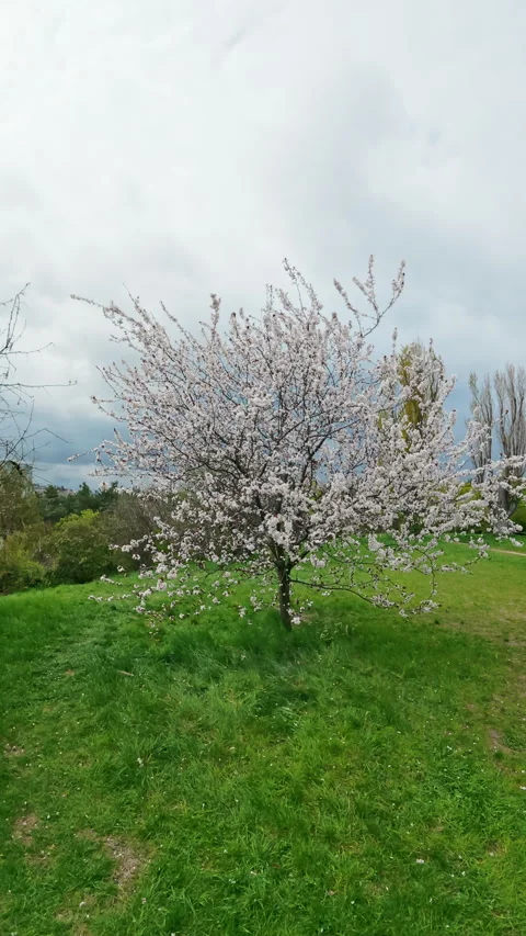 Blooming Apricot Tree in Green Spring Meadow Under Cloudy Sky Stock Footage 338990118