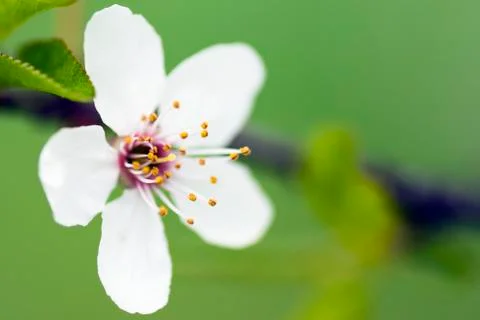 Blooming apricot tree Stock Photos