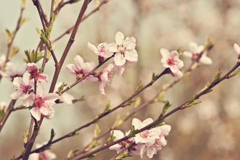 Blooming apricot tree Stock Photos