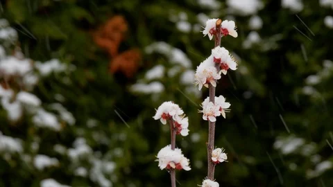 Blooming apricot tree in the snowfall Stock Footage 127299769