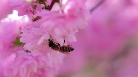 Blooming apricot tree in spring honey bees pollinating. Close up. Slow motion Stock Footage 65259155